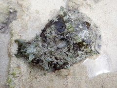 Dolabella auricularia