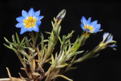 Gentiana sedifolia