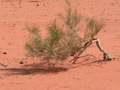 Haloxylon ammodendron