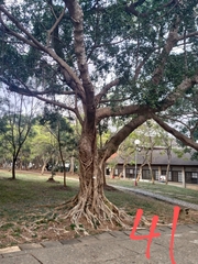 Ficus microcarpa microcarpa