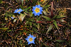 Gentiana sedifolia