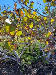 Coccoloba uvifera
