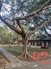 Ficus microcarpa microcarpa