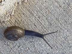 Helminthoglypta coelata