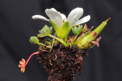 Geranium multipartitum