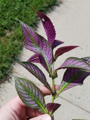 Strobilanthes auriculata dyeriana