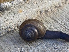 Helminthoglypta coelata