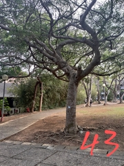 Ficus microcarpa microcarpa