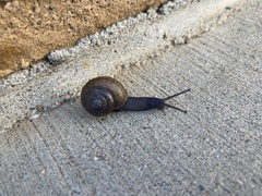 Helminthoglypta coelata