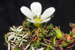 Geranium multipartitum