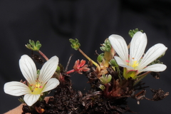 Geranium multipartitum