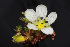 Geranium multipartitum