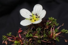 Geranium multipartitum