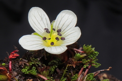 Geranium multipartitum