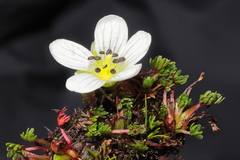 Geranium multipartitum