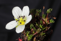 Geranium multipartitum