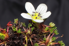 Geranium multipartitum