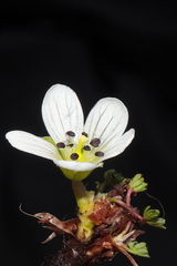Geranium multipartitum