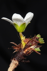 Geranium multipartitum