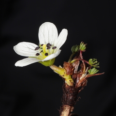 Geranium multipartitum