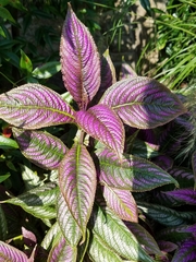 Strobilanthes auriculata dyeriana