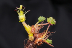 Geranium multipartitum