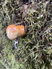 Chroogomphus tomentosus