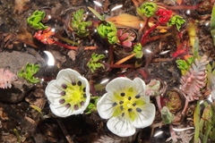 Geranium multipartitum