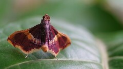 Endotricha mesenterialis