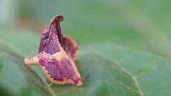 Endotricha mesenterialis