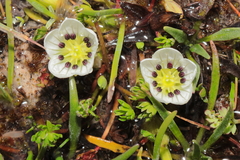 Geranium multipartitum