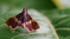 Endotricha mesenterialis