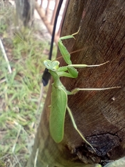 Photiomantis