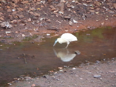 Pilherodius pileatus