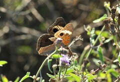 Junonia pacoma