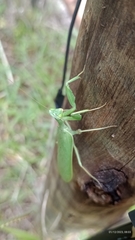 Photiomantis