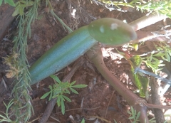 Sphenostylis angustifolia