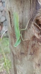 Photiomantis