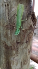 Photiomantis