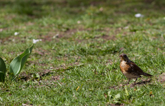 Turdus pilaris