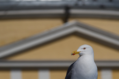 Larus argentatus
