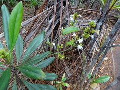 Scaevola beckii