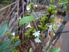 Scaevola beckii