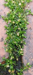Sagina procumbens
