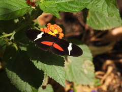 Heliconius clysonymus