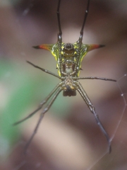 Micrathena crassispina