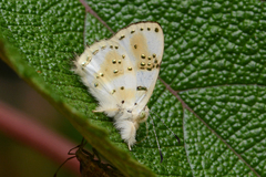 Anteros chrysoprasta