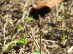 Erythrodiplax umbrata