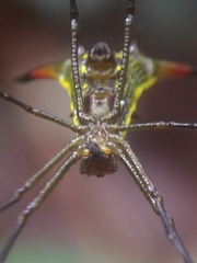 Micrathena crassispina