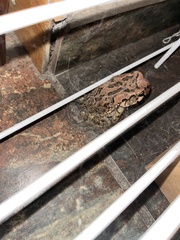 Sclerophrys capensis